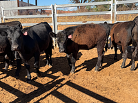 10 Mixed Sex Backgrounders 11.jpg