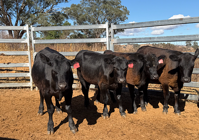 10 Mixed Sex Backgrounders.jpg