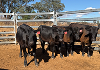 10 Mixed Sex Backgrounders.jpg