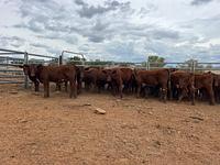 Image_20260319075538820_b894ce93-d5cb-43c5-a97e-fd5b8528182e (1).jpg