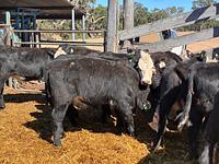 Heifers 3.jpg