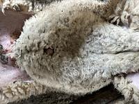 Feedlot Lamb 19.JPEG