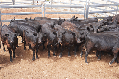 Unweaned Heifers .jpg