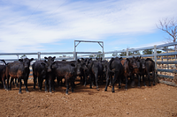 Unweaned Heifers 7.jpg