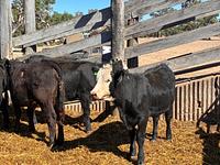 Heifers 10.jpg