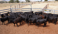 Unweaned Heifers 2.jpg