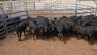 Unweaned Heifers 5.jpg