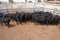 Unweaned Heifers 8.jpg