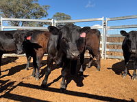 10 Mixed Sex Backgrounders 9.jpg