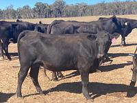 PTIC Cows 7.jpg