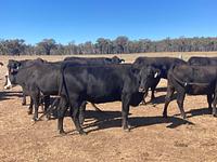 PTIC Cows 11.jpg