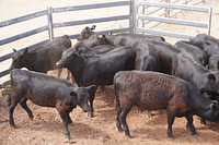 Unweaned Heifers 15.jpg