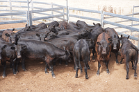 Unweaned Heifers 6.jpg
