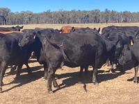 PTIC Cows 3.jpg