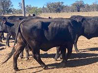 PTIC Cows 8.jpg