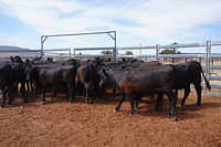 Unweaned Heifers 9.jpg