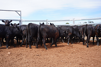 Unweaned Heifers 3.jpg