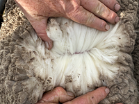 Image_20251108170215499_3af801f3-f913-41be-8be1-61f39226c4e5 (1).jpg