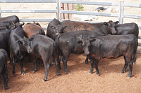 Unweaned Heifers 14.jpg