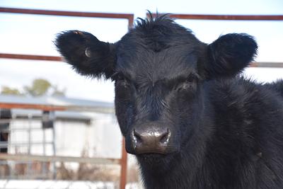 Image_20260511113230707_c7e430ce-009d-4af2-beab-17195f48e9f0.jpg