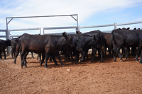 Unweaned Heifers 16.jpg