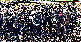 Cattle image