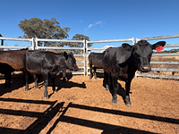 10 Mixed Sex Backgrounders 6.jpg