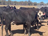 PTIC Cows 12.jpg