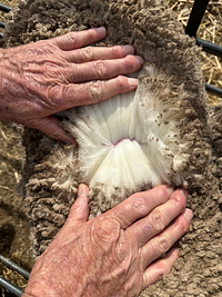 Image_20251108170214086_5d961036-5ac1-42a2-9145-85c1b5f388d5 (1).jpg