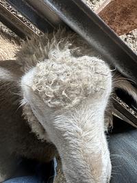 Feedlot Lamb 18.JPEG