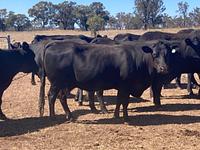 PTIC Cows 14.jpg