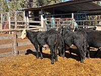 Heifers 8.jpg