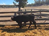 Heifers 5.jpg