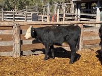 Heifers 11.jpg