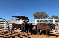 10 Mixed Sex Backgrounders 7.jpg