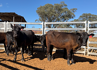 10 Mixed Sex Backgrounders 8.jpg