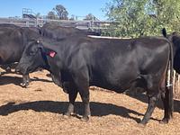 PTIC Cows 10.jpg