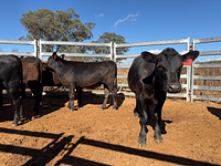 10 Mixed Sex Backgrounders 4.jpg