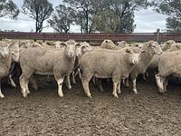 Feedlot Lamb 11.JPEG