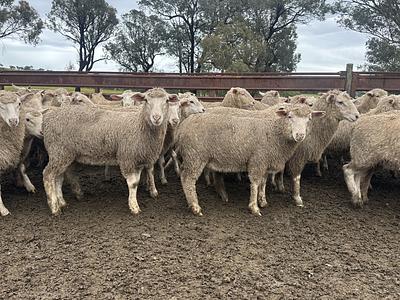 Feedlot Lamb 11.JPEG