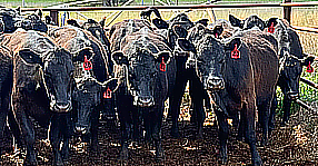 Cattle image