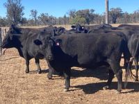 PTIC Cows 6.jpg
