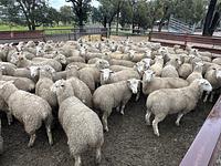 Feedlot Lamb 10.JPEG