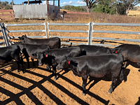 10 Mixed Sex Backgrounders 14.jpg