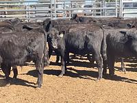 Image_20260419043930870_3cfa6c6d-4cdf-46af-9a11-36518a5249f7.jpg