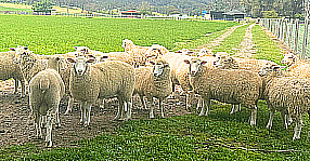 Sheep Sale Friday image