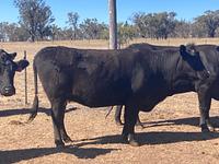 PTIC Cows 17.jpg