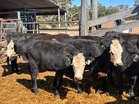 Heifers 2.jpg