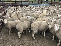 Feedlot Lamb 13.JPEG