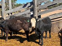 Heifers 9.jpg